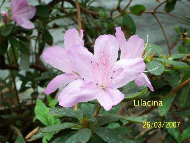 Lilacina